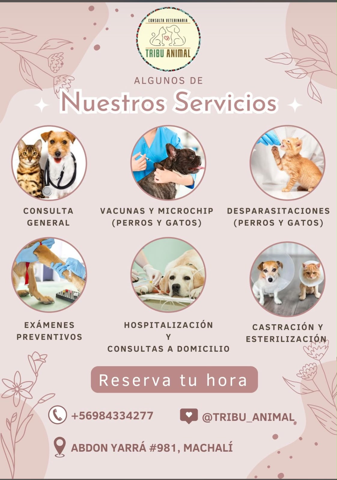 Servicios Tribu Animal